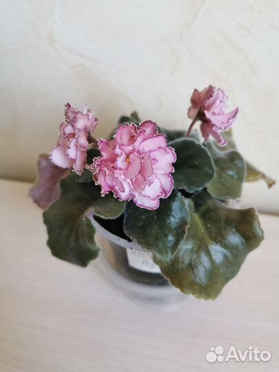 Сортовые фиалки цветущие