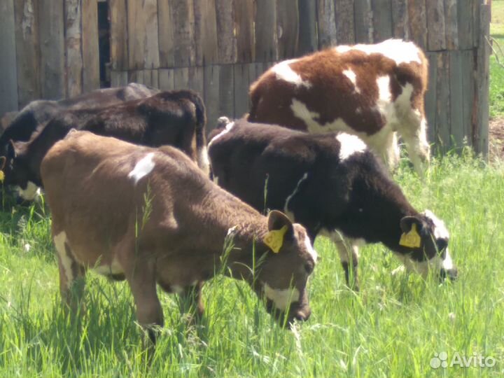 Телята Коровы