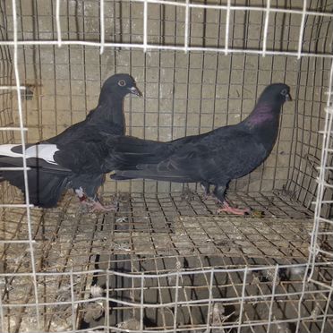 Продажа бакинских голубей