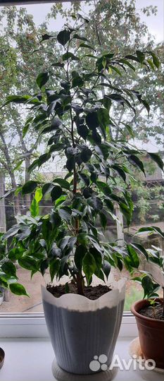 Фикус бенджамина