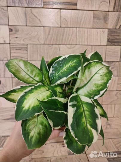 Диффенбахия кул бьюти