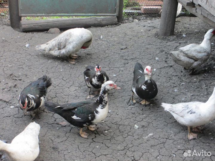 Индоутки - мускусные утки