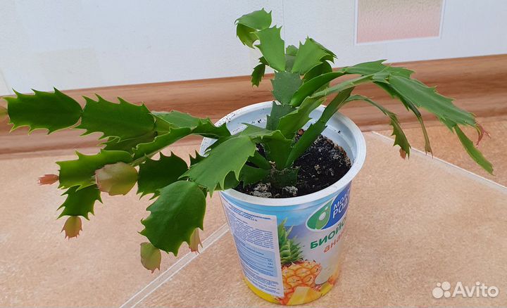 Декабристы