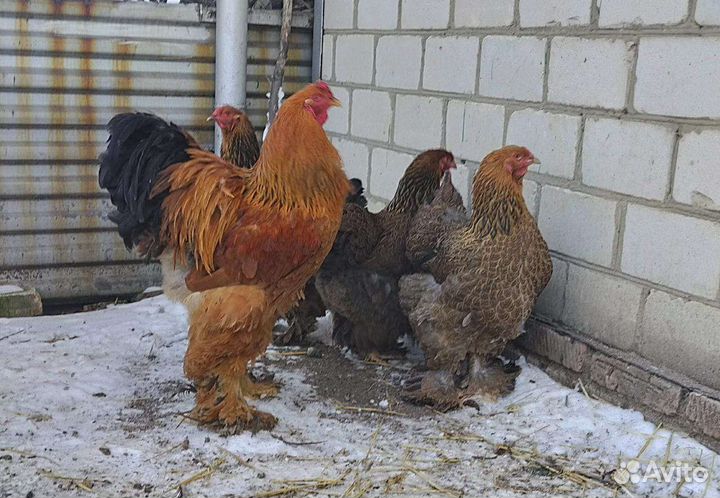 Инкубационное яйцо Брама, Джейсерский, Мехеленская