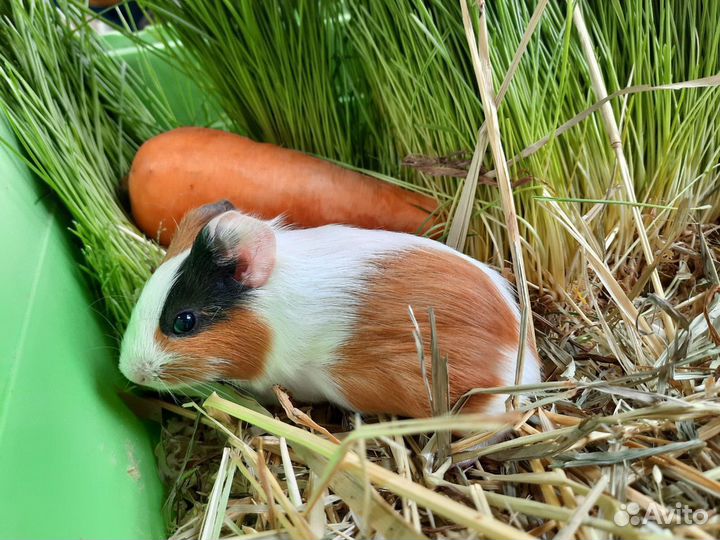 Перуанская морская свинка