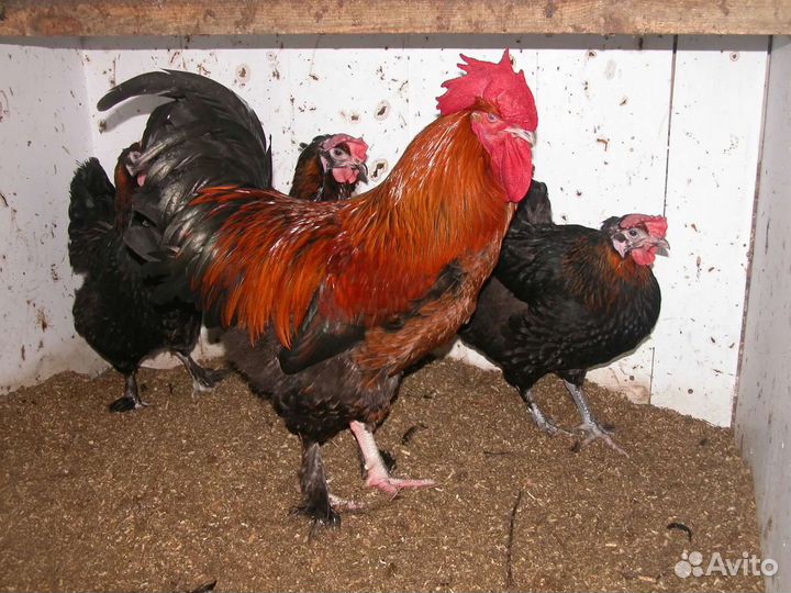 Петух маран черно медный