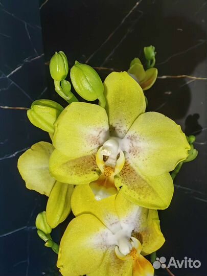 Орхидея Yellowcup
