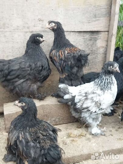 Куры и петухи Кохинхин, Глюнлегер