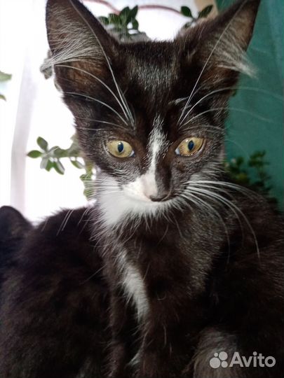 Котята в добрые руки бесплатно