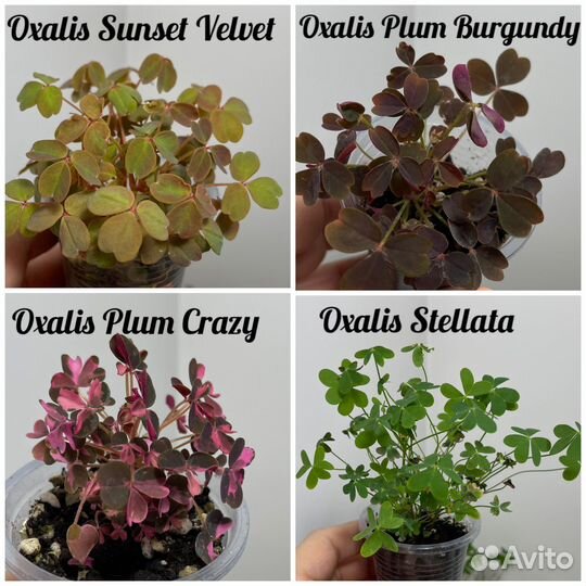 Оксалис (Кислица) разных сортов