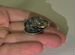 Серебряная лягушка с монеткой