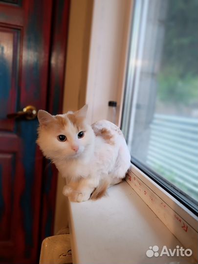 Котик в добрые руки