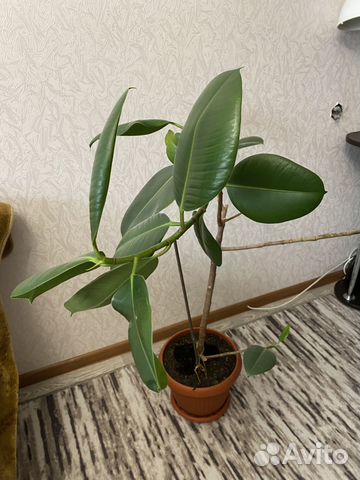 Фикус каучуконосный