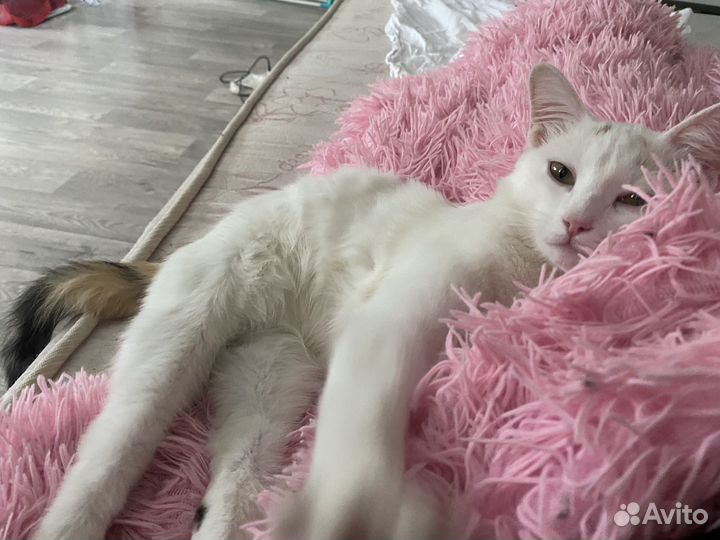 Белый котенок