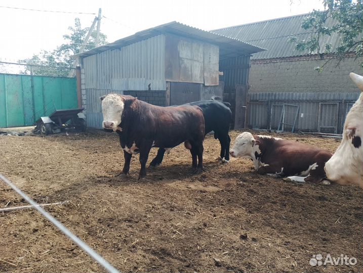 Бычки и быки