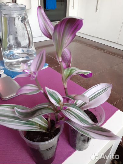 Комнатные растения цветы