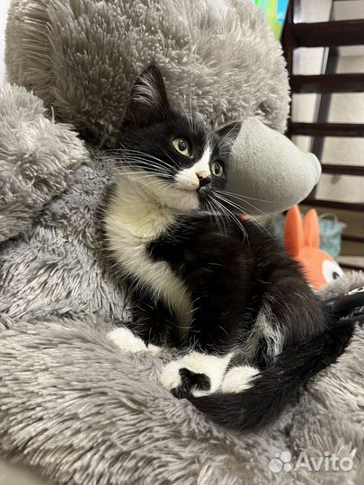 Отдам котенка мальчик черный