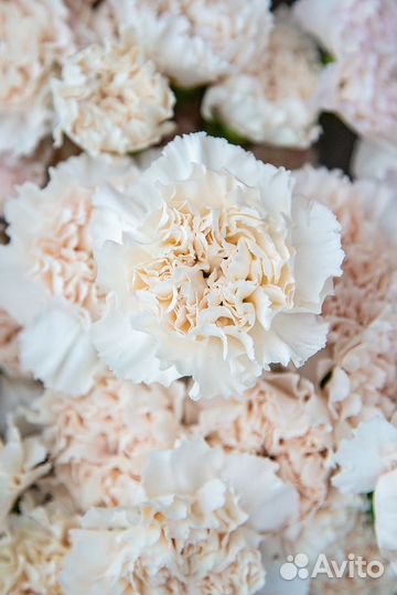 Гвоздика оптом