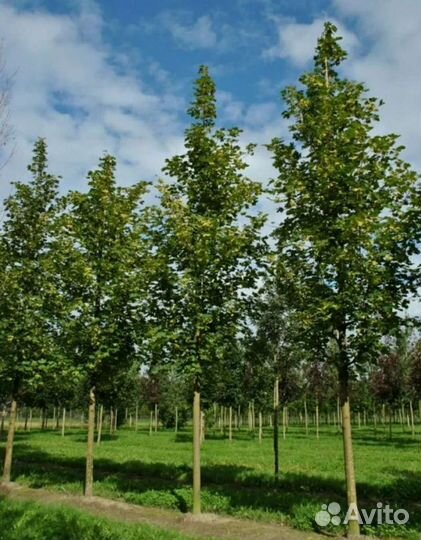 Клен остролистный