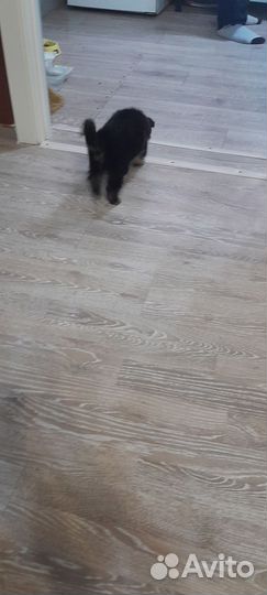 Немецкая овчарка