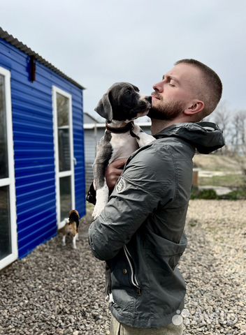 Дрессировка собак с проживанием