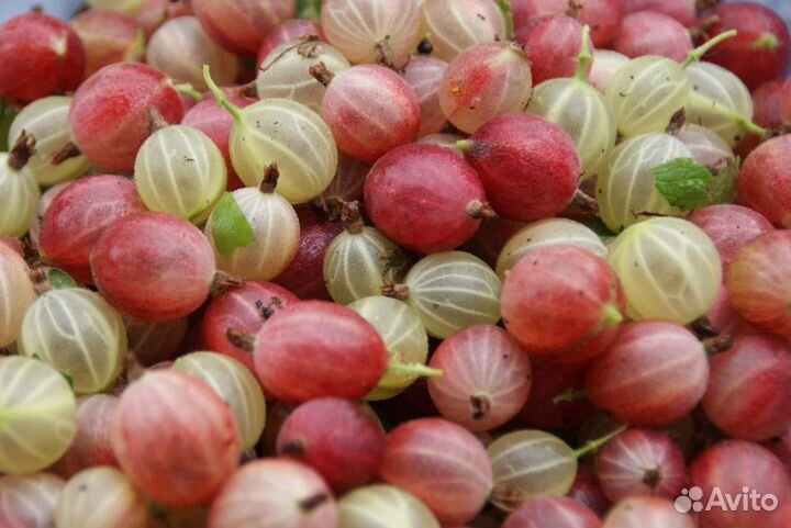 Растения для сада в Розово-Сиреневых тонах