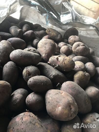 Картофель Вега и Балтика Роуз