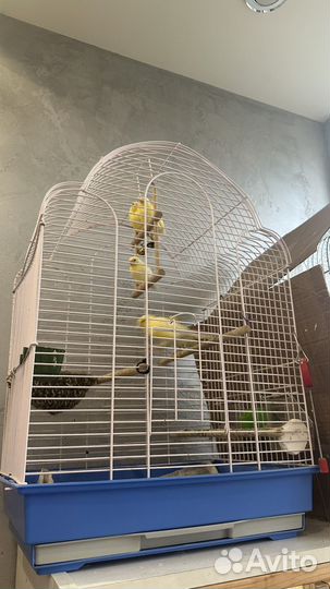 Кенара и канарейки