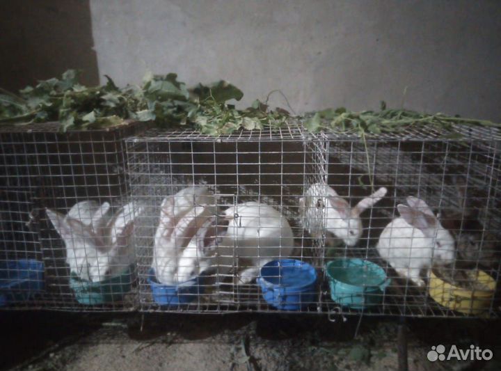 Клетка для кроликов с маточником