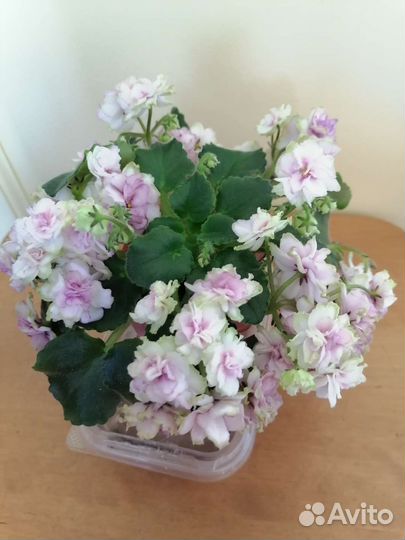 Сортовые фиалки