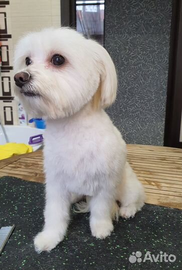 Стрижка собак груминг