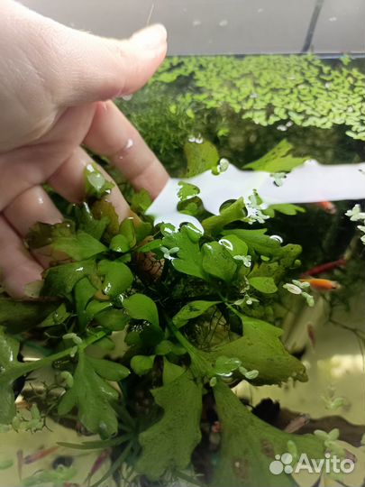 Тернеции гло, растения