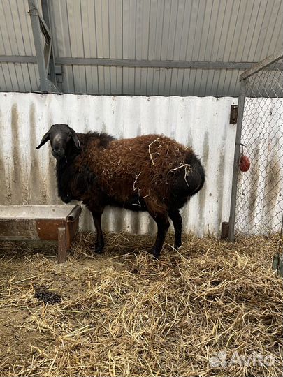 Бараны Гиссарской породы