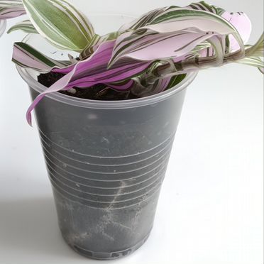 Традесканция %22Пинк Хилл%22