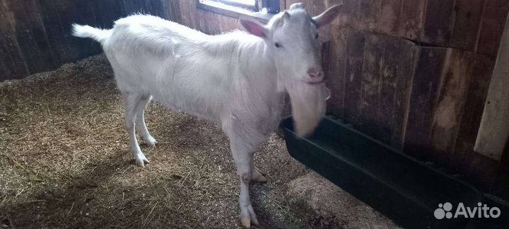 Козел зааненский