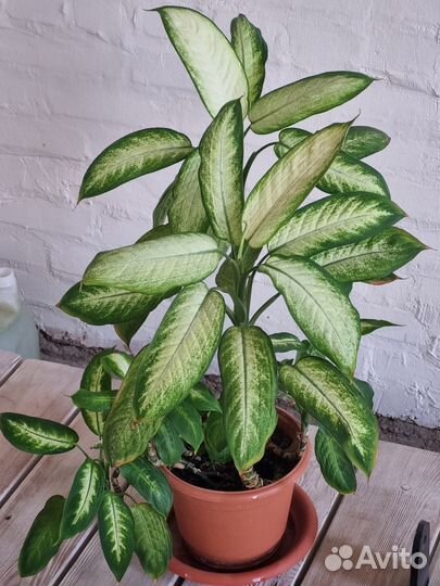 Диффенбахия кустовая