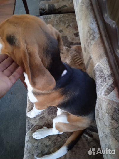 Собака,ноябре будет годик