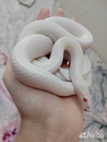 Пара маисовых полозов