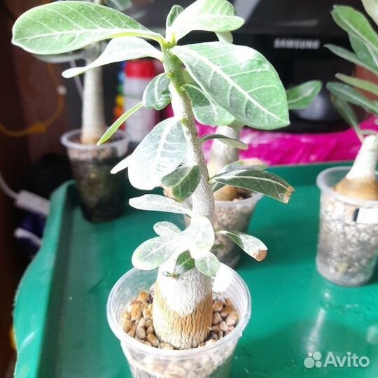 Адениум мини