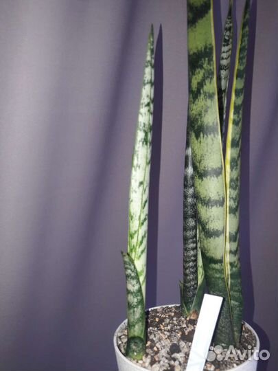 Сансевиерия херминия