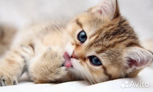 Ветеринарный врач, помощ животным. И Сантехник