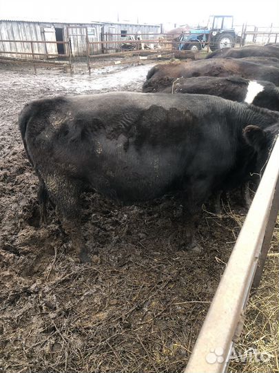 Быки абердин ангус