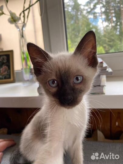 Тайские котята