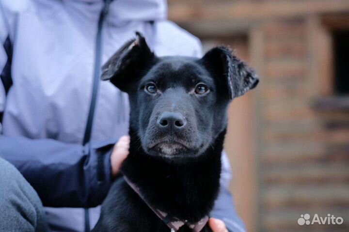 Щенок мальчик