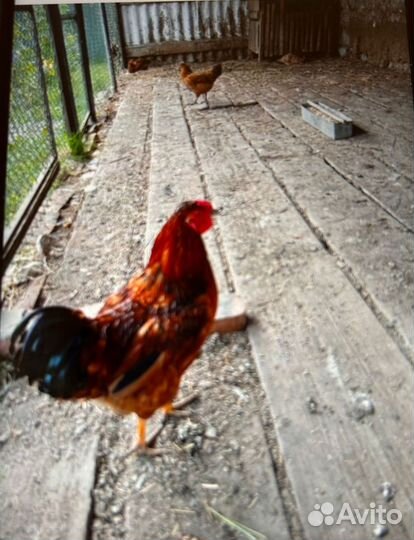 Петухи домашние