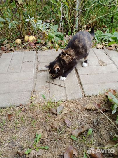 Отдам котенка в добрые руки