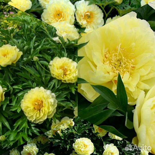 Пион Бартзелла