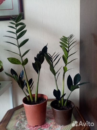 Замиокулькас черный Равен