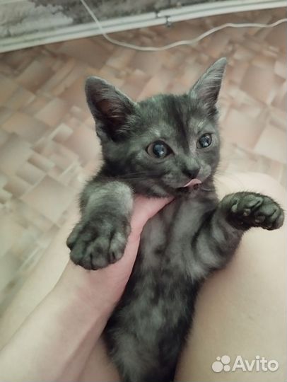 Кошка в дар