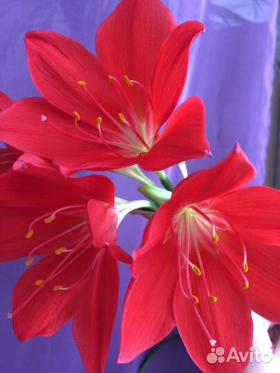 Валлота пурпурная комнатные цветы